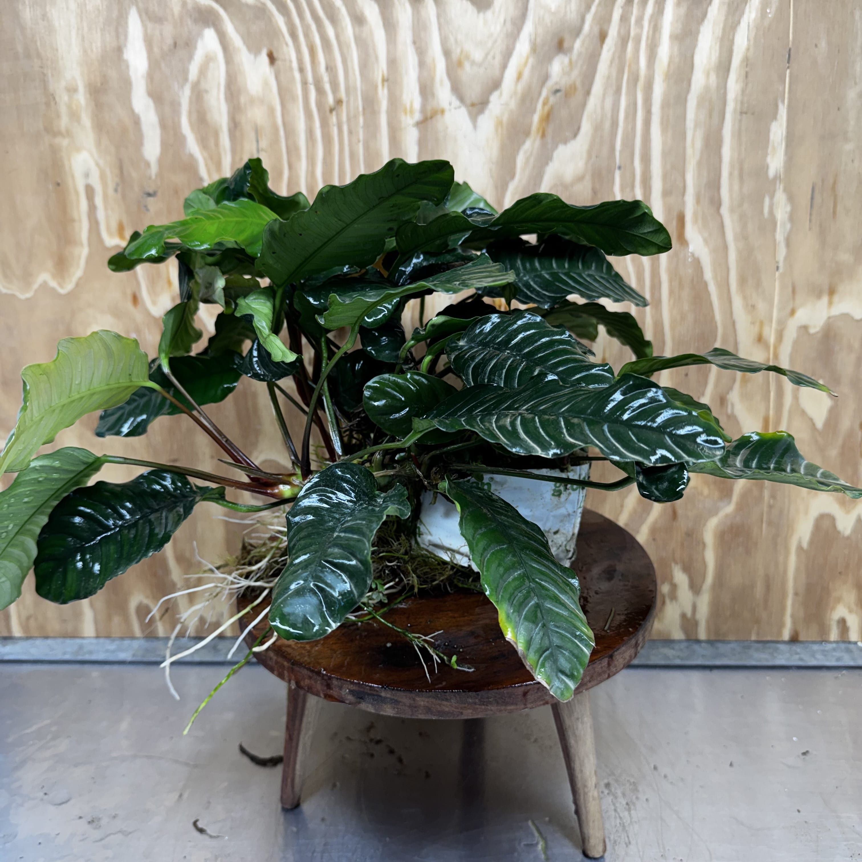 Pisces Enterprises One Only Anubias Coffeefolia Mother Plant - Extra-special, Advanced Plant - One only Anubias Mother Plants - Aquarium Plants Australia