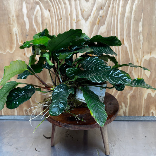 Pisces Enterprises One Only Anubias Coffeefolia Mother Plant - Extra-special, Advanced Plant - One only Anubias Mother Plants - Aquarium Plants Australia