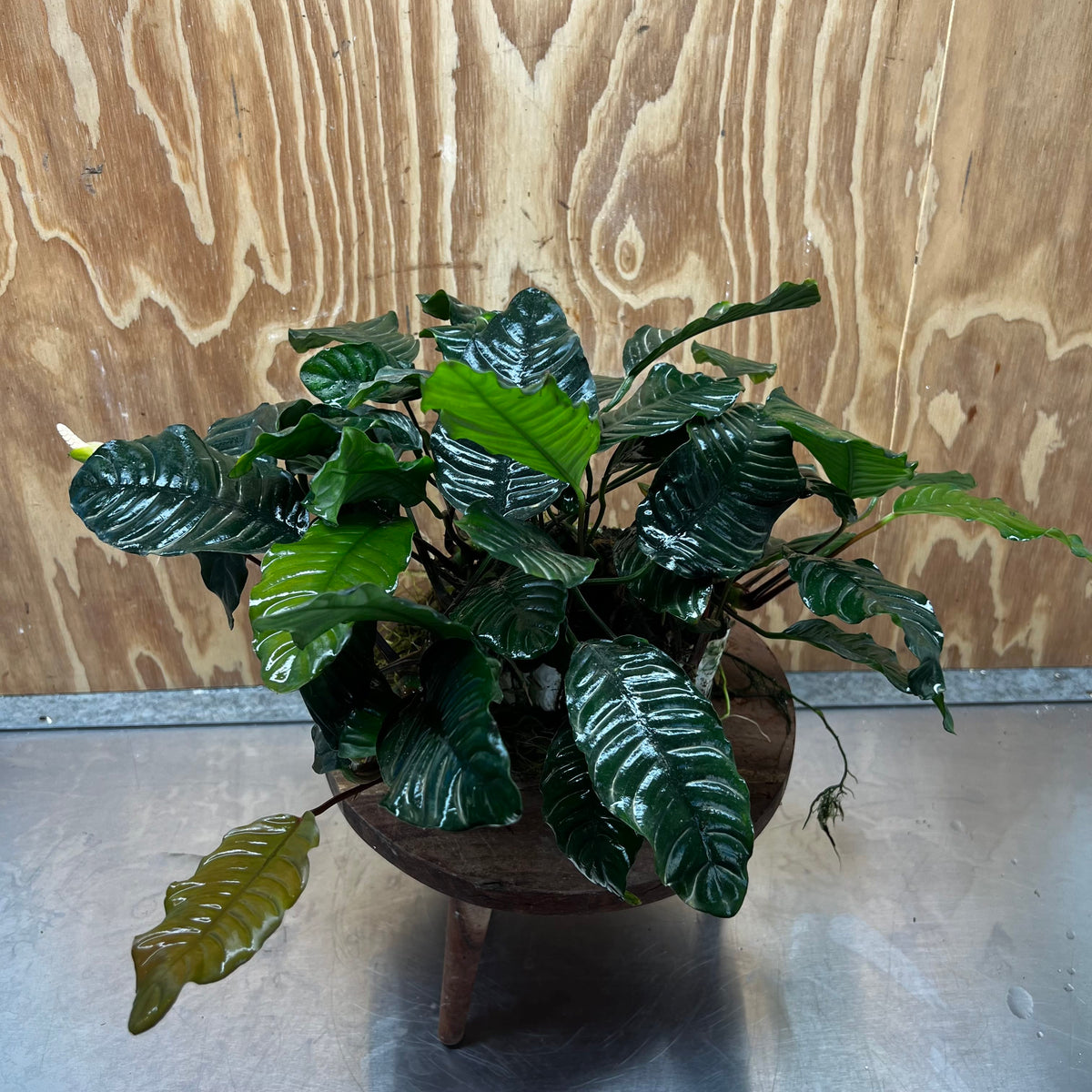 Pisces Enterprises One Only Anubias Coffeefolia Mother Plant - Extra-special, Advanced Plant - One only Anubias Mother Plants - Aquarium Plants Australia