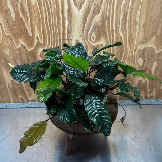 Pisces Enterprises One Only Anubias Coffeefolia Mother Plant - Extra-special, Advanced Plant - One only Anubias Mother Plants - Aquarium Plants Australia