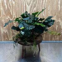 Pisces Enterprises One Only Anubias Coffeefolia Mother Plant - Extra-special, Advanced Plant - One only Anubias Mother Plants - Aquarium Plants Australia