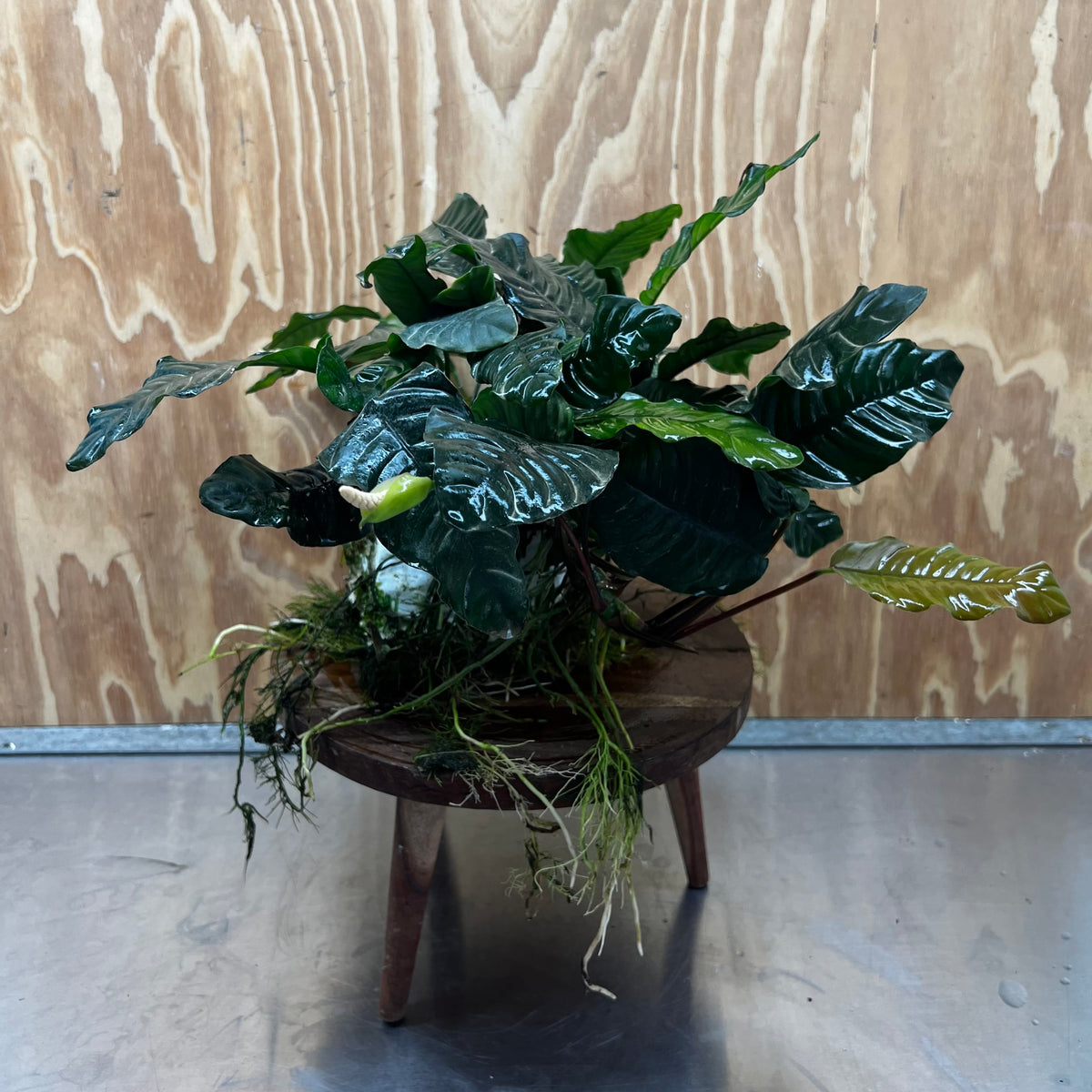 Pisces Enterprises One Only Anubias Coffeefolia Mother Plant - Extra-special, Advanced Plant - One only Anubias Mother Plants - Aquarium Plants Australia