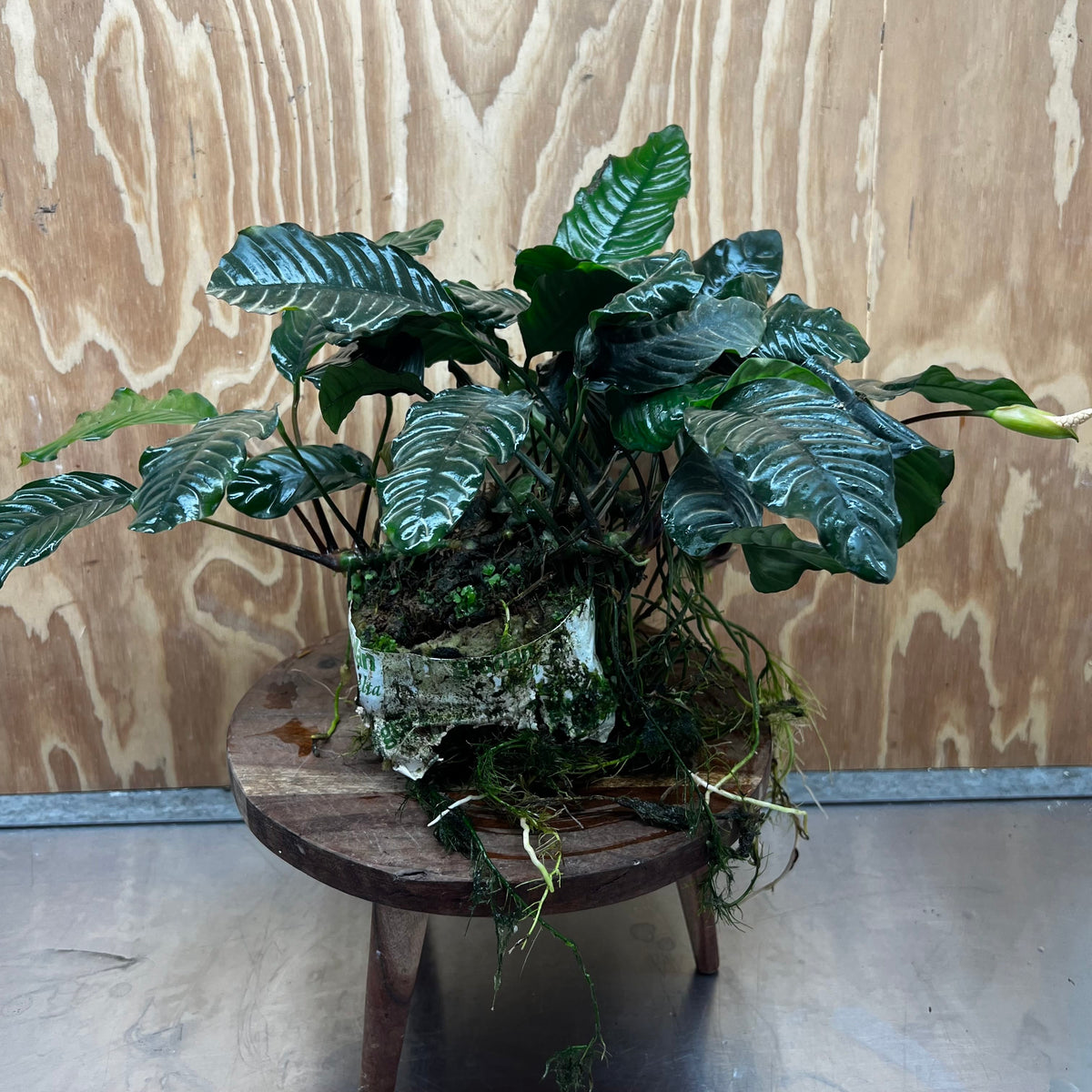 Pisces Enterprises One Only Anubias Coffeefolia Mother Plant - Extra-special, Advanced Plant - One only Anubias Mother Plants - Aquarium Plants Australia