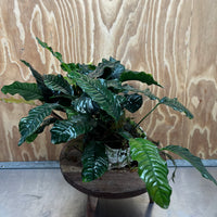 Pisces Enterprises One Only Anubias Coffeefolia Mother Plant - Extra-special, Advanced Plant - One only Anubias Mother Plants - Aquarium Plants Australia