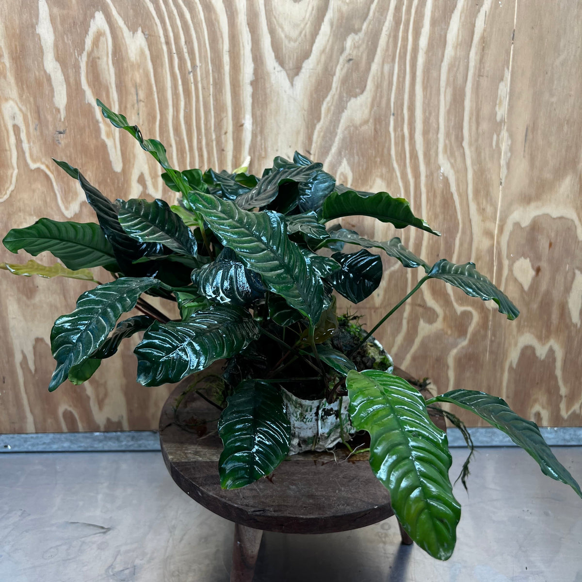 Pisces Enterprises One Only Anubias Coffeefolia Mother Plant - Extra-special, Advanced Plant - One only Anubias Mother Plants - Aquarium Plants Australia