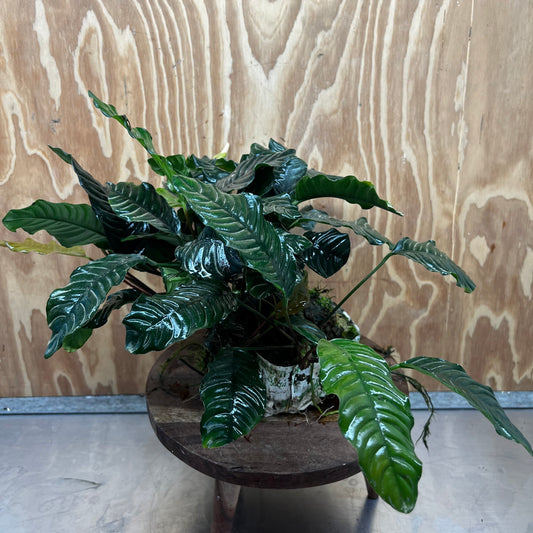 Pisces Enterprises One Only Anubias Coffeefolia Mother Plant - Extra-special, Advanced Plant - One only Anubias Mother Plants - Aquarium Plants Australia