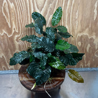 Pisces Enterprises One Only Anubias Coffeefolia Mother Plant - Extra-special, Advanced Plant - One only Anubias Mother Plants - Aquarium Plants Australia