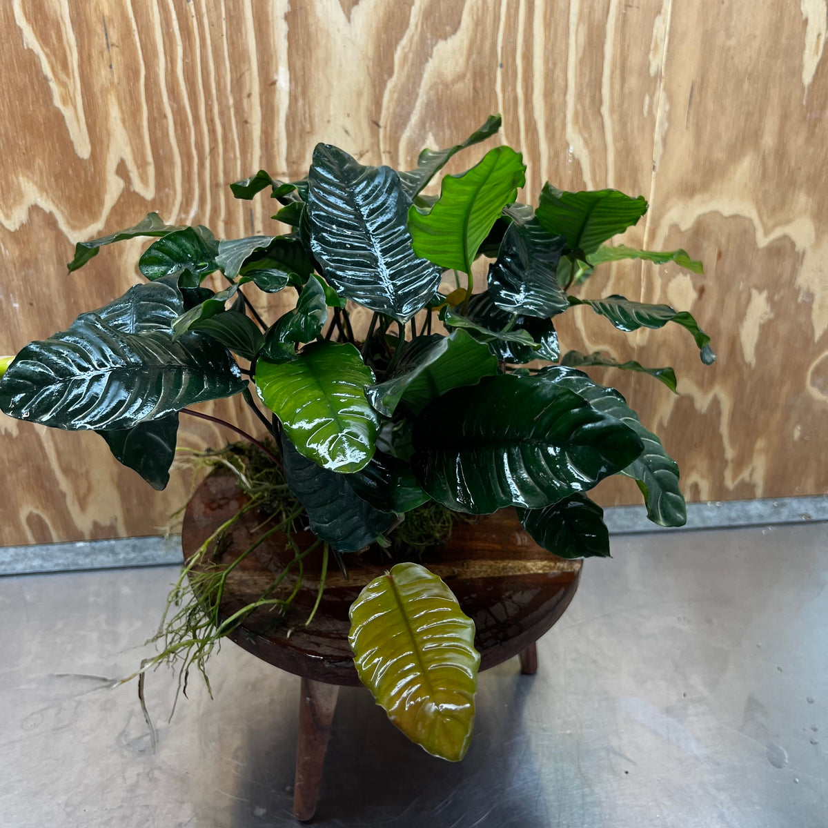 Pisces Enterprises One Only Anubias Coffeefolia Mother Plant - Extra-special, Advanced Plant - One only Anubias Mother Plants - Aquarium Plants Australia