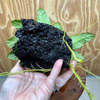 Pisces Enterprises One Only Anubias Coffeefolia on Large Black Lava Rock Creation - One Only Buy Anubias Coffeefolia on Large Black Lava Rock Creation One Only for Aquarium
