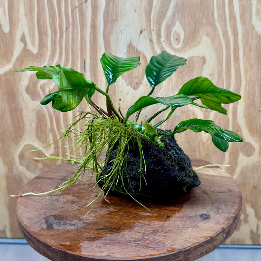 Pisces Enterprises One Only Anubias Coffeefolia on Large Black Lava Rock Creation - One Only Buy Anubias Coffeefolia on Large Black Lava Rock Creation One Only for Aquarium