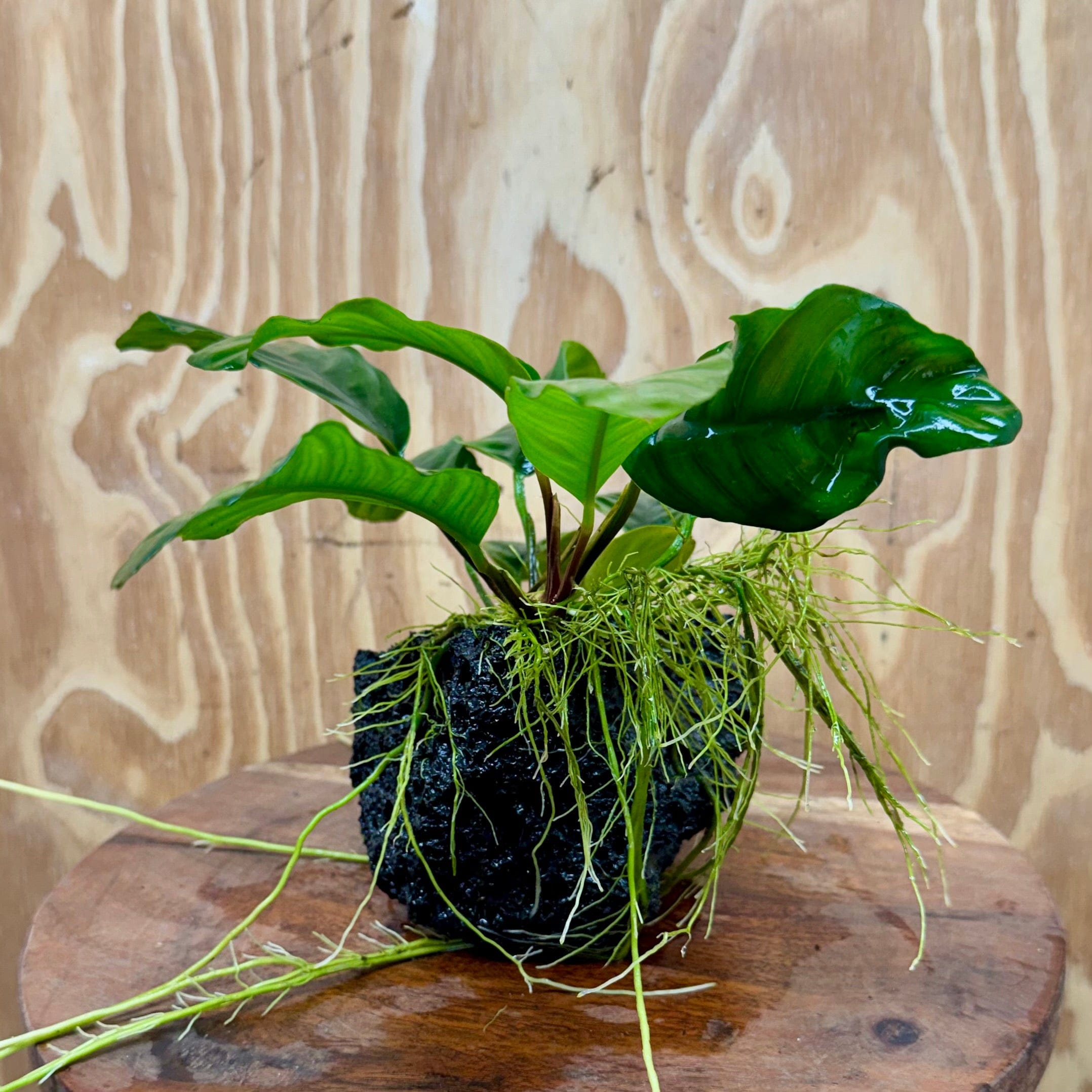 Pisces Enterprises One Only Anubias Coffeefolia on Large Black Lava Rock Creation - One Only Buy Anubias Coffeefolia on Large Black Lava Rock Creation One Only for Aquarium