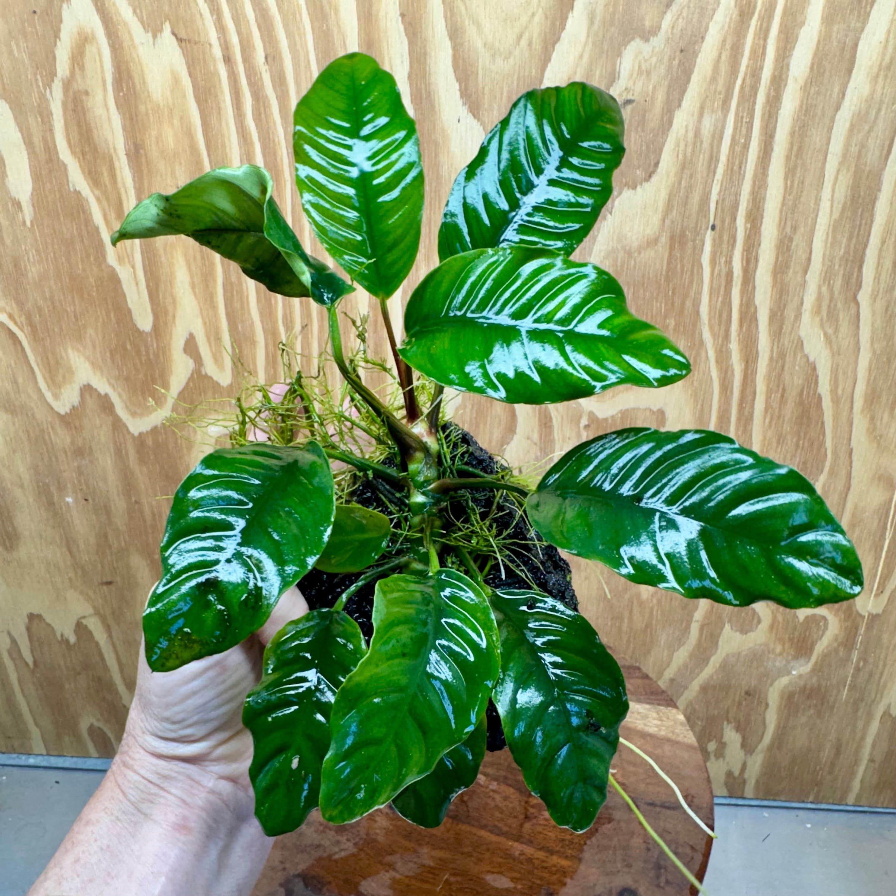 Pisces Enterprises One Only Anubias Coffeefolia on Large Black Lava Rock Creation - One Only Buy Anubias Coffeefolia on Large Black Lava Rock Creation One Only for Aquarium