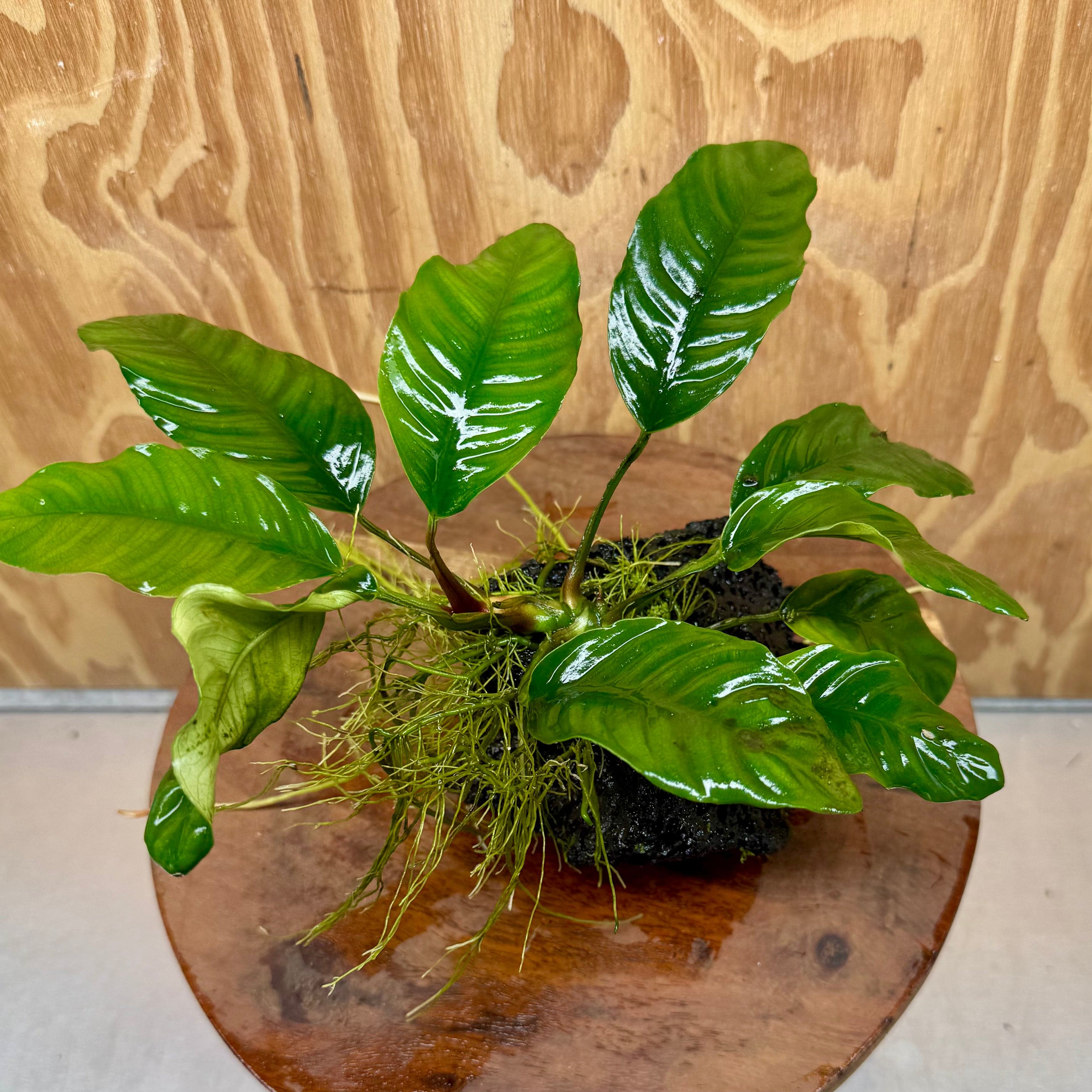 Pisces Enterprises One Only Anubias Coffeefolia on Large Black Lava Rock Creation - One Only Buy Anubias Coffeefolia on Large Black Lava Rock Creation One Only for Aquarium