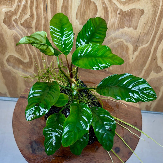 Pisces Enterprises One Only Anubias Coffeefolia on Large Black Lava Rock Creation - One Only Buy Anubias Coffeefolia on Large Black Lava Rock Creation One Only for Aquarium
