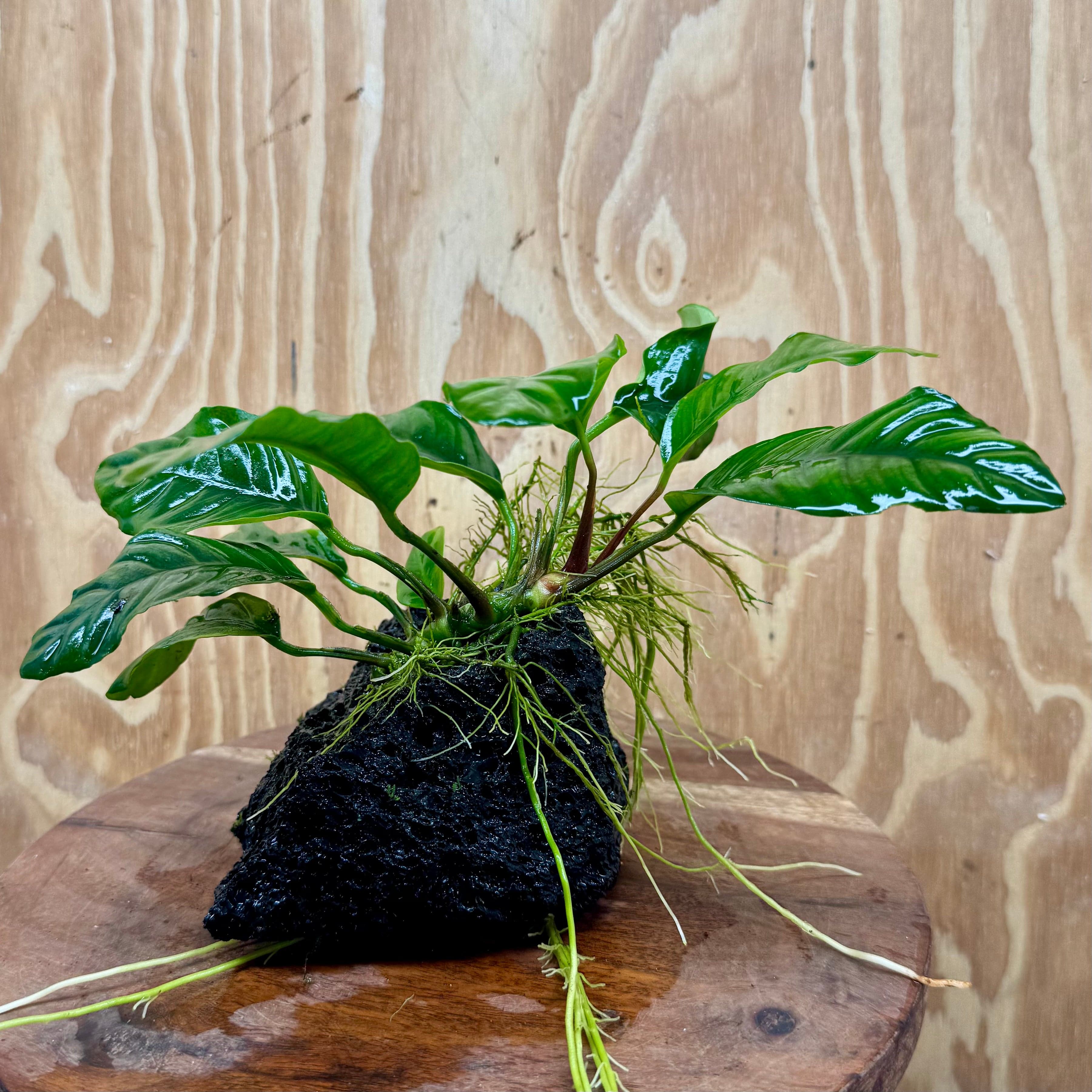 Pisces Enterprises One Only Anubias Coffeefolia on Large Black Lava Rock Creation - One Only Buy Anubias Coffeefolia on Large Black Lava Rock Creation One Only for Aquarium