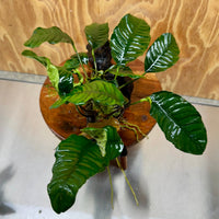Pisces Enterprises One Only Anubias 'Coffeefolia' on Large Driftwood Creation - ONE ONLY Anubias Paco on Large Driftwood - One Only (B) Scapeshop Australia