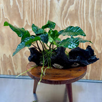 Pisces Enterprises One Only Anubias 'Coffeefolia' on Large Driftwood Creation - ONE ONLY Anubias Paco on Large Driftwood - One Only (B) Scapeshop Australia