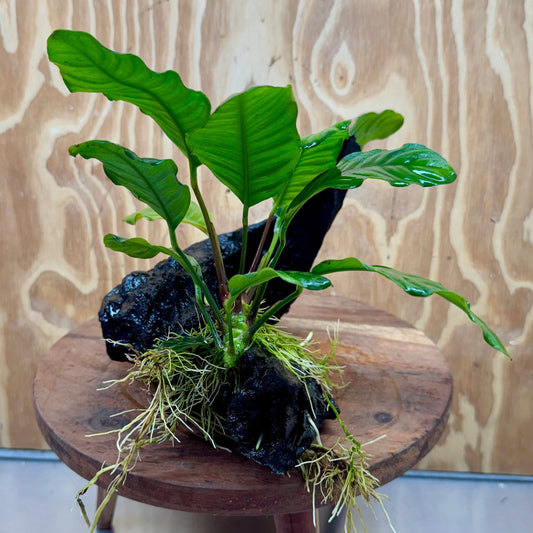 Pisces Enterprises One Only Anubias ‘Coffeefolia' on Medium Driftwood Creation - One Only - Brilliant Anubias Coffeefolia on Medium Driftwood - ONE ONLY - Scapeshop Aquarium Plants