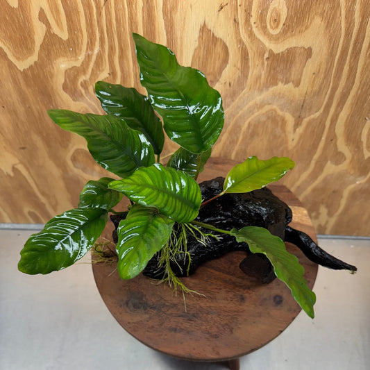 Pisces Enterprises One Only Anubias ‘Coffeefolia' on Medium Driftwood Creation - One Only - Brilliant Anubias Coffeefolia on Medium Driftwood - ONE ONLY - Scapeshop Aquarium Plants