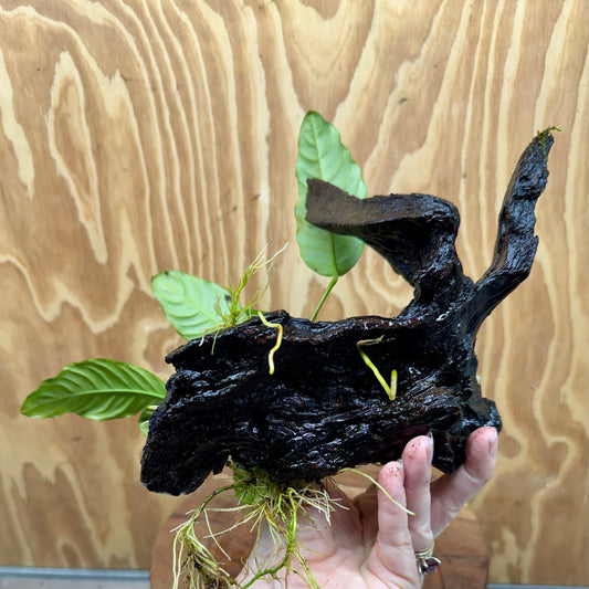 Pisces Enterprises One Only Anubias ‘Coffeefolia' on Medium Driftwood Creation - One Only - Brilliant Anubias Coffeefolia on Medium Driftwood - ONE ONLY - Scapeshop Aquarium Plants