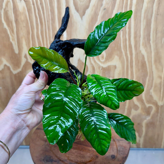 Pisces Enterprises One Only Anubias ‘Coffeefolia' on Medium Driftwood Creation - One Only - Brilliant Anubias Coffeefolia on Medium Driftwood - ONE ONLY - Scapeshop Aquarium Plants