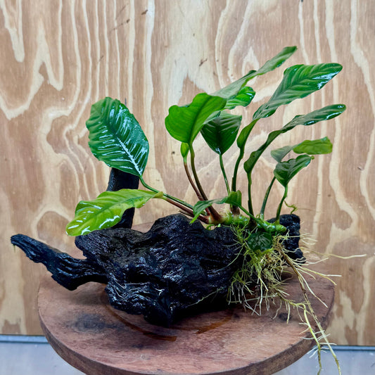 Pisces Enterprises One Only Anubias ‘Coffeefolia' on Medium Driftwood Creation - One Only - Brilliant Anubias Coffeefolia on Medium Driftwood - ONE ONLY - Scapeshop Aquarium Plants