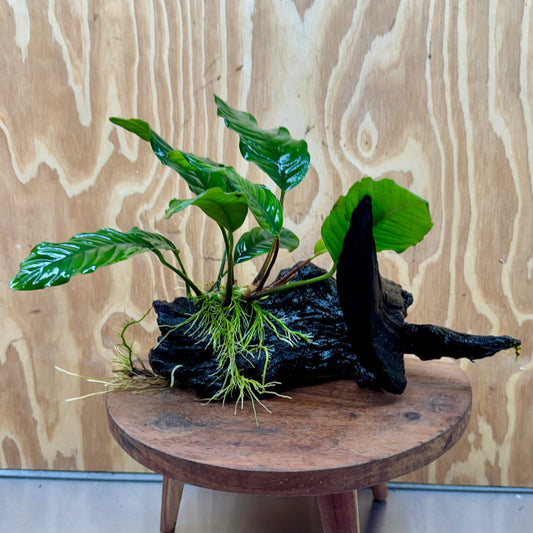 Pisces Enterprises One Only Anubias ‘Coffeefolia' on Medium Driftwood Creation - One Only - Brilliant Anubias Coffeefolia on Medium Driftwood - ONE ONLY - Scapeshop Aquarium Plants