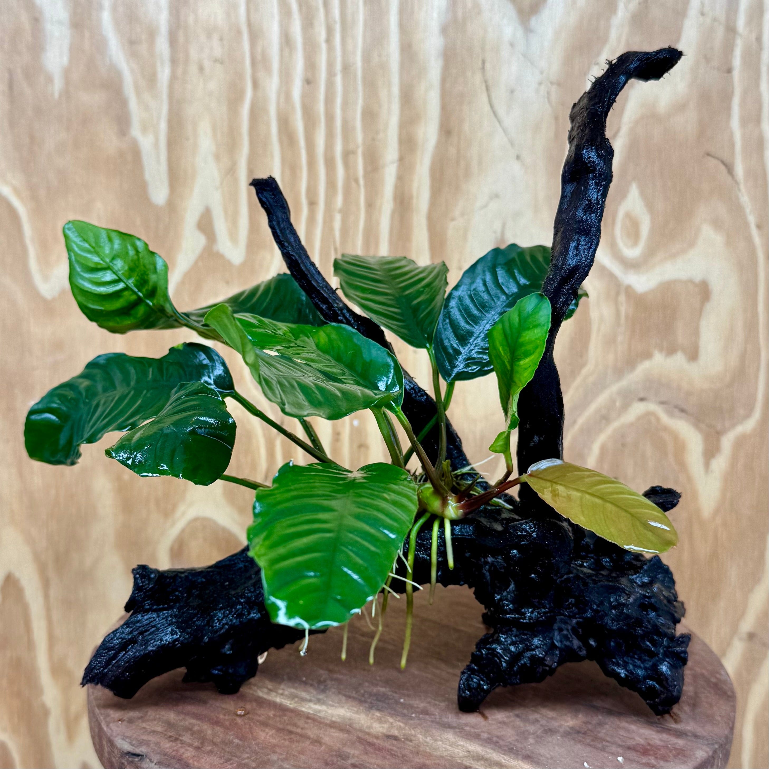 Pisces Enterprises One Only Anubias Coffeefolia on Medium Driftwood Creation - One Only - Delightful Anubias Coffeefolia on Medium Driftwood - one only  Bold - Aquarium Plants