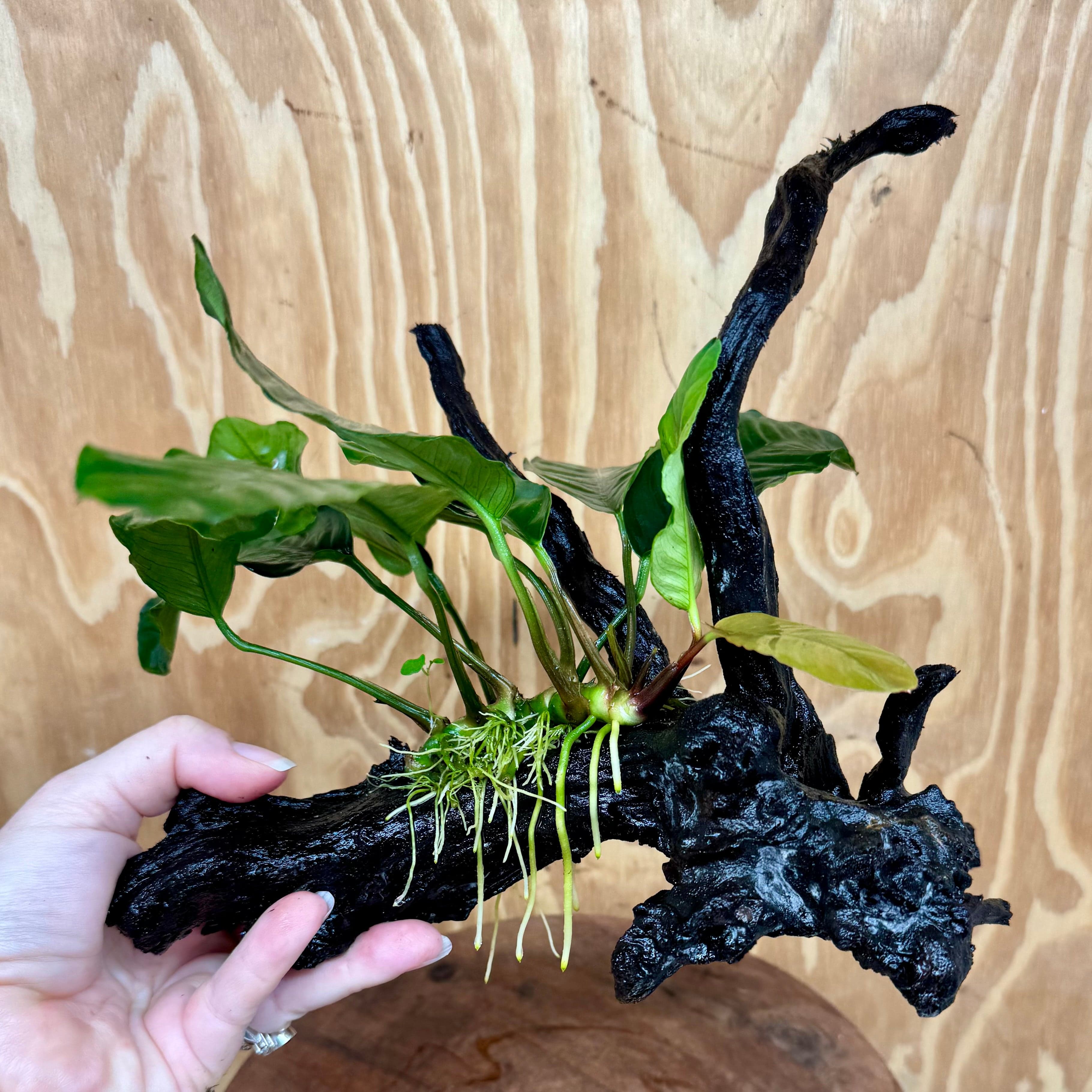 Pisces Enterprises One Only Anubias Coffeefolia on Medium Driftwood Creation - One Only - Delightful Anubias Coffeefolia on Medium Driftwood - one only  Bold - Aquarium Plants