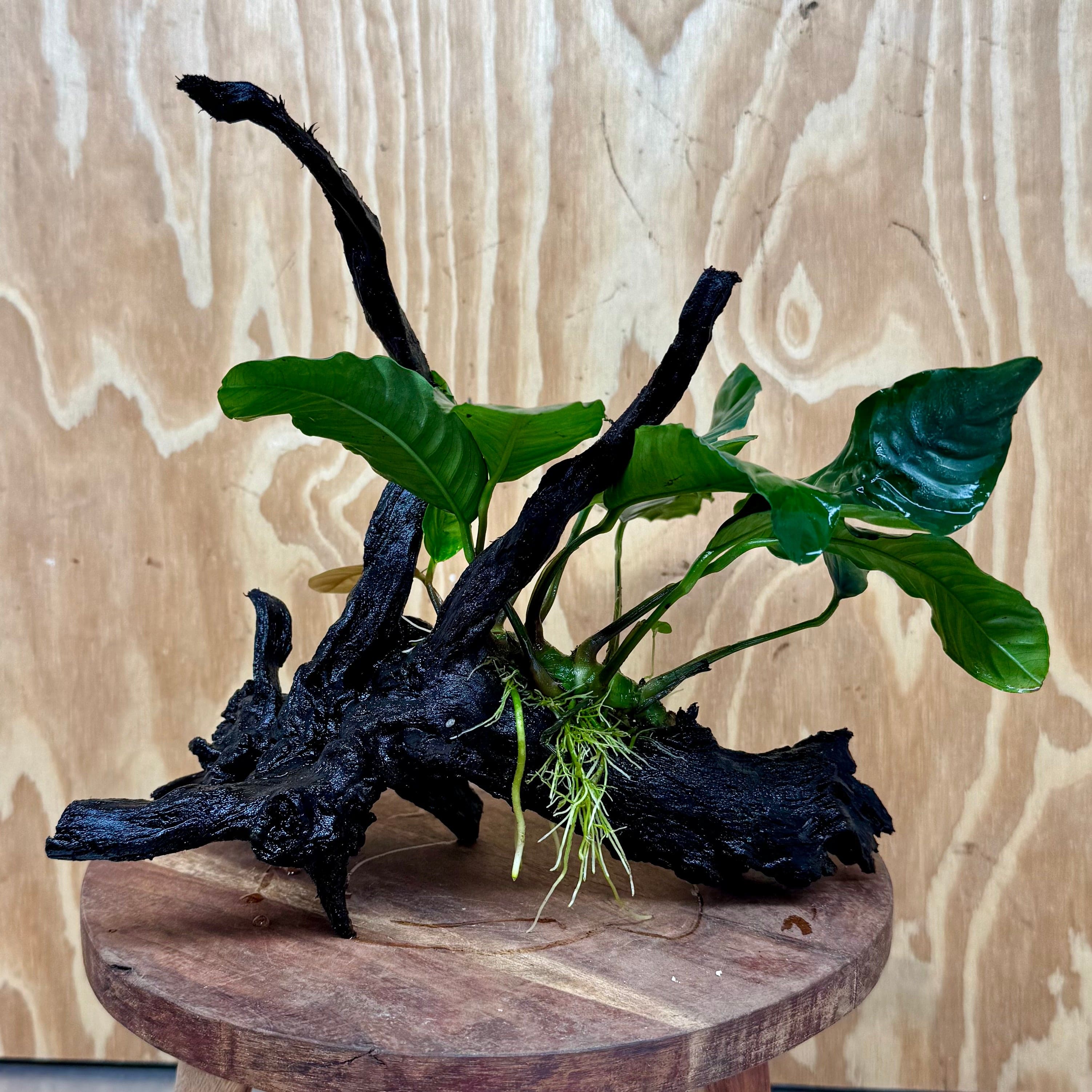 Pisces Enterprises One Only Anubias Coffeefolia on Medium Driftwood Creation - One Only - Delightful Anubias Coffeefolia on Medium Driftwood - one only  Bold - Aquarium Plants