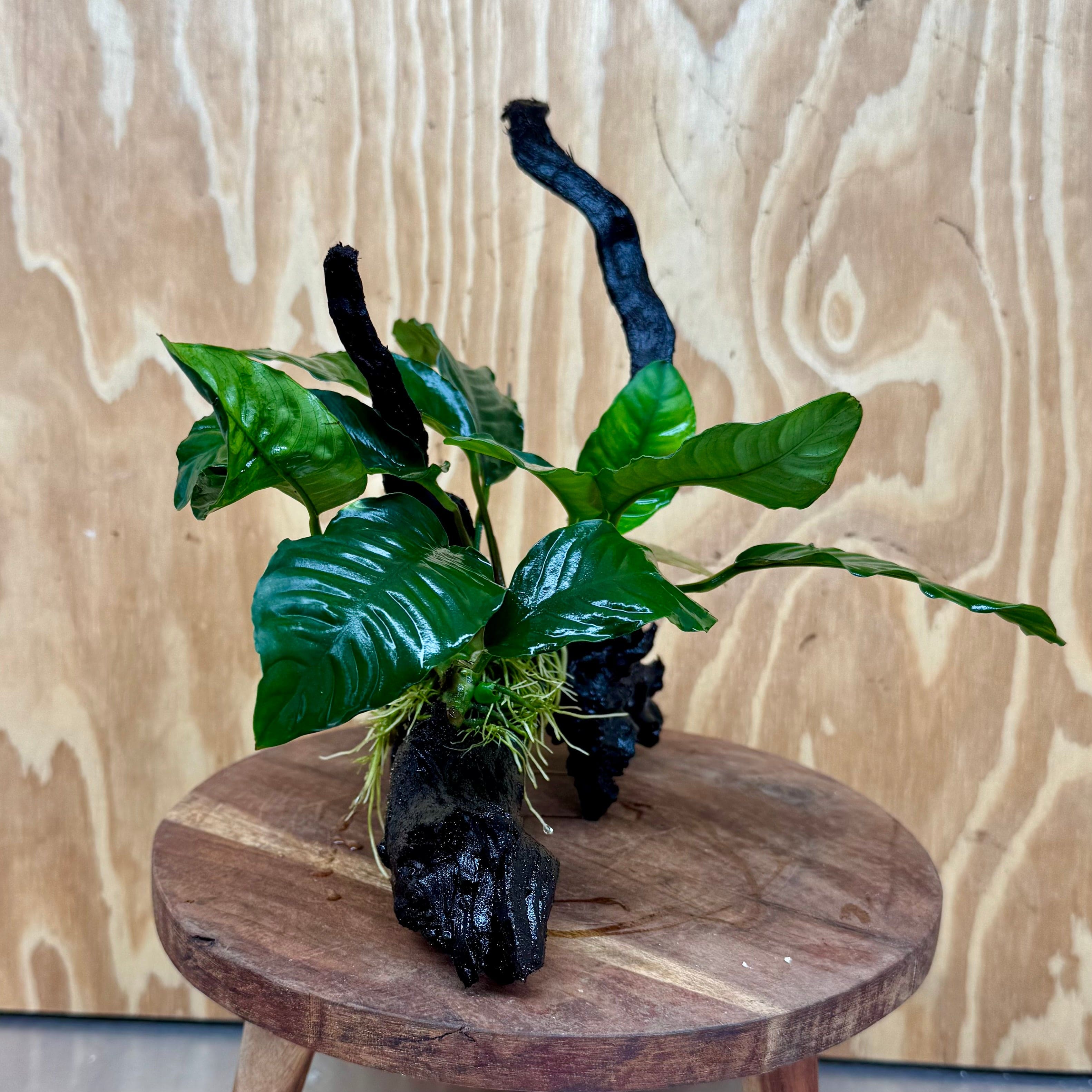 Pisces Enterprises One Only Anubias Coffeefolia on Medium Driftwood Creation - One Only - Delightful Anubias Coffeefolia on Medium Driftwood - one only  Bold - Aquarium Plants