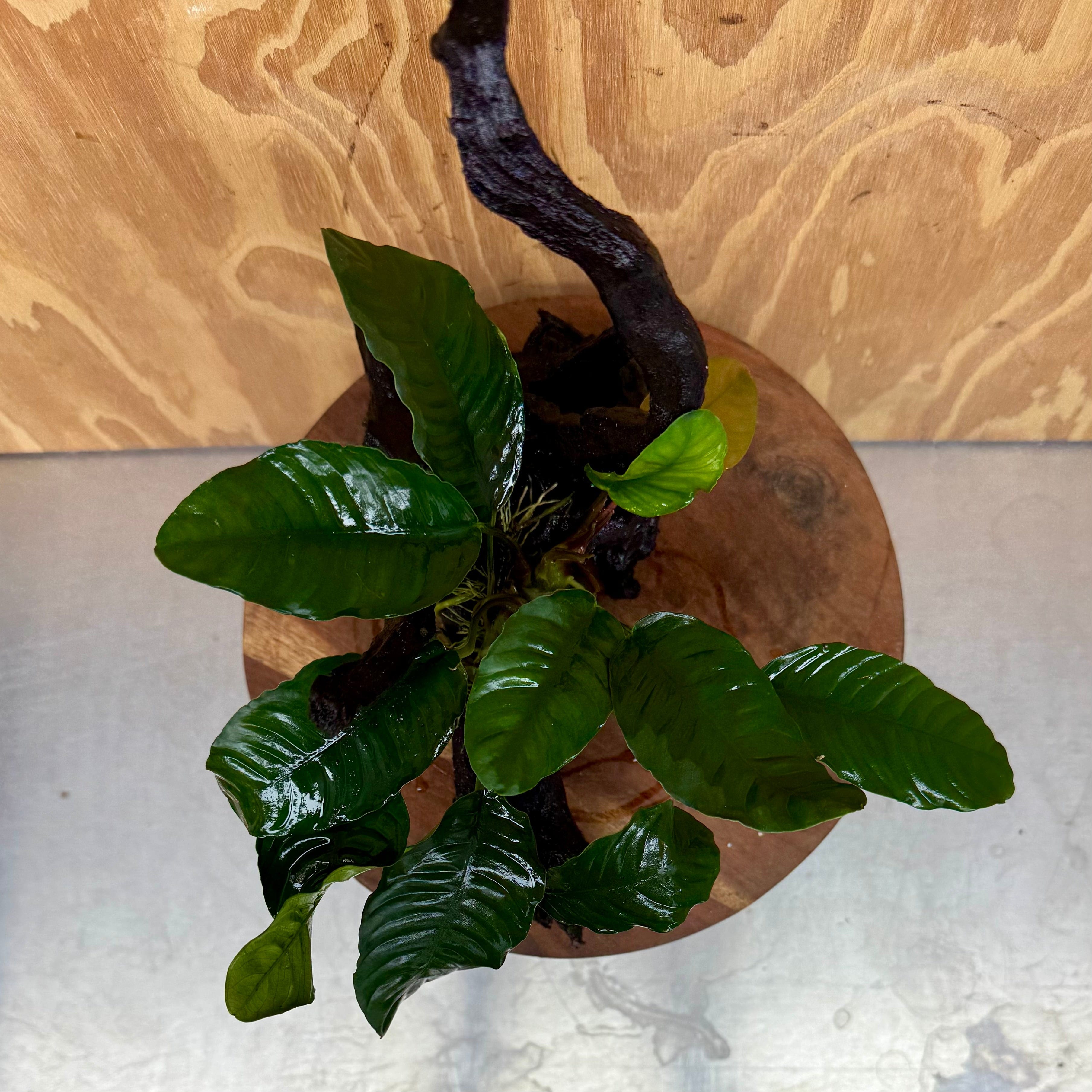 Pisces Enterprises One Only Anubias Coffeefolia on Medium Driftwood Creation - One Only - Delightful Anubias Coffeefolia on Medium Driftwood - one only  Bold - Aquarium Plants