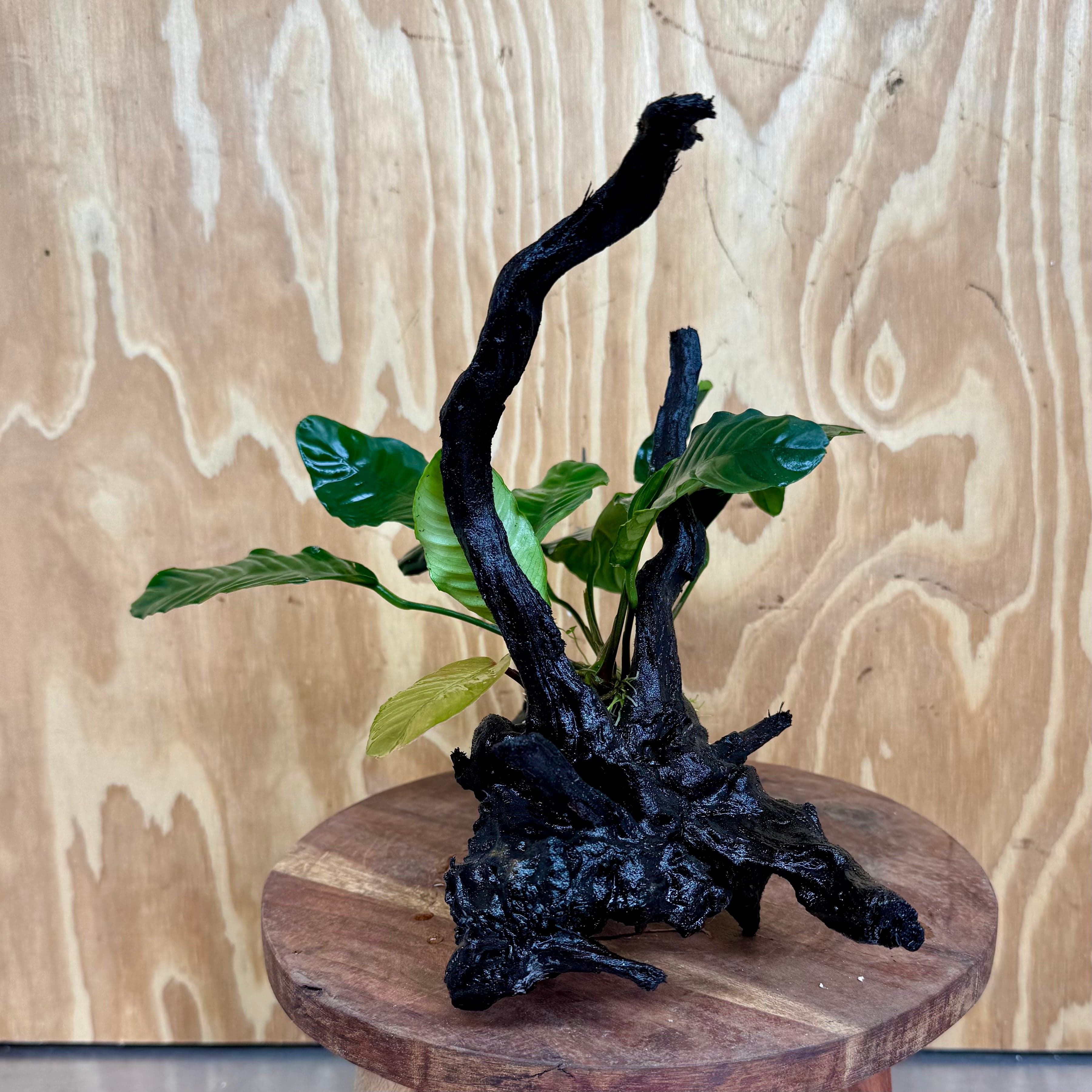 Pisces Enterprises One Only Anubias Coffeefolia on Medium Driftwood Creation - One Only - Delightful Anubias Coffeefolia on Medium Driftwood - one only  Bold - Aquarium Plants