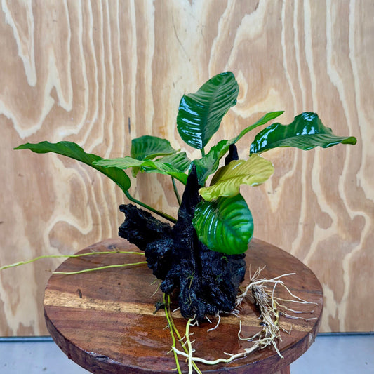 Pisces Enterprises One Only Anubias Coffeefolia on Medium Driftwood Creation - One Only - Delightful Anubias Coffeefolia on Medium Driftwood - one only  Bold - Aquarium Plants
