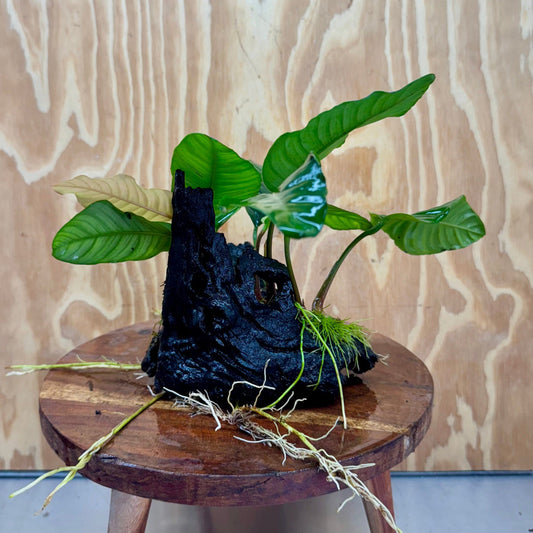 Pisces Enterprises One Only Anubias Coffeefolia on Medium Driftwood Creation - One Only - Delightful Anubias Coffeefolia on Medium Driftwood - one only  Bold - Aquarium Plants