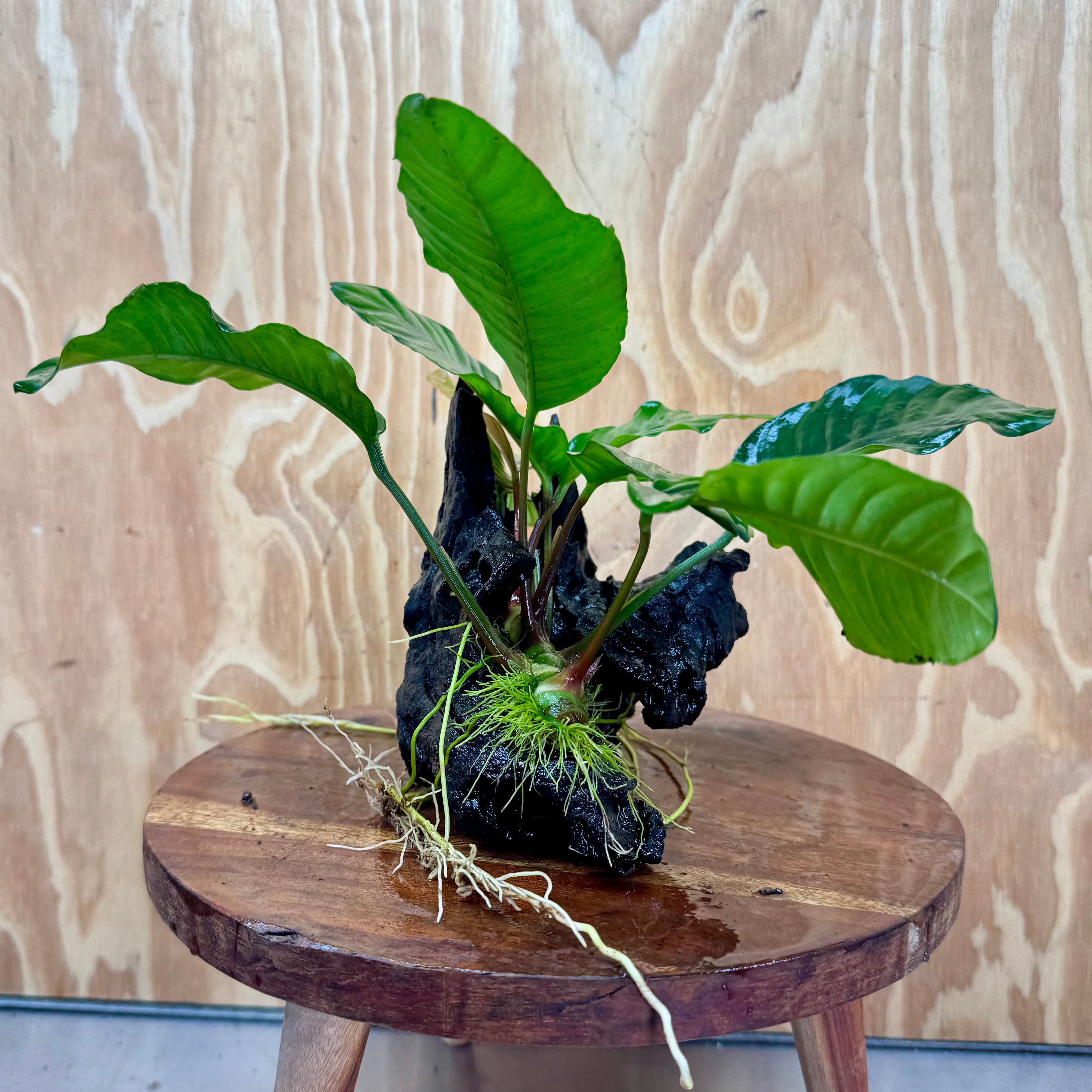 Pisces Enterprises One Only Anubias Coffeefolia on Medium Driftwood Creation - One Only - Delightful Anubias Coffeefolia on Medium Driftwood - one only  Bold - Aquarium Plants