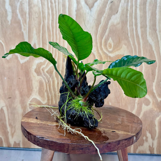 Pisces Enterprises One Only Anubias Coffeefolia on Medium Driftwood Creation - One Only - Delightful Anubias Coffeefolia on Medium Driftwood - one only  Bold - Aquarium Plants