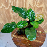 Pisces Enterprises One Only Anubias Coffeefolia on Medium Driftwood Creation - One Only - Delightful Anubias Coffeefolia on Medium Driftwood - one only  Bold - Aquarium Plants