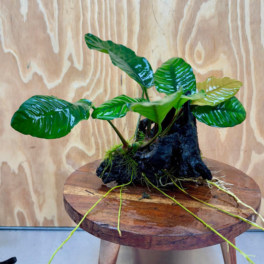 Pisces Enterprises One Only Anubias Coffeefolia on Medium Driftwood Creation - One Only - Delightful Anubias Coffeefolia on Medium Driftwood - one only  Bold - Aquarium Plants