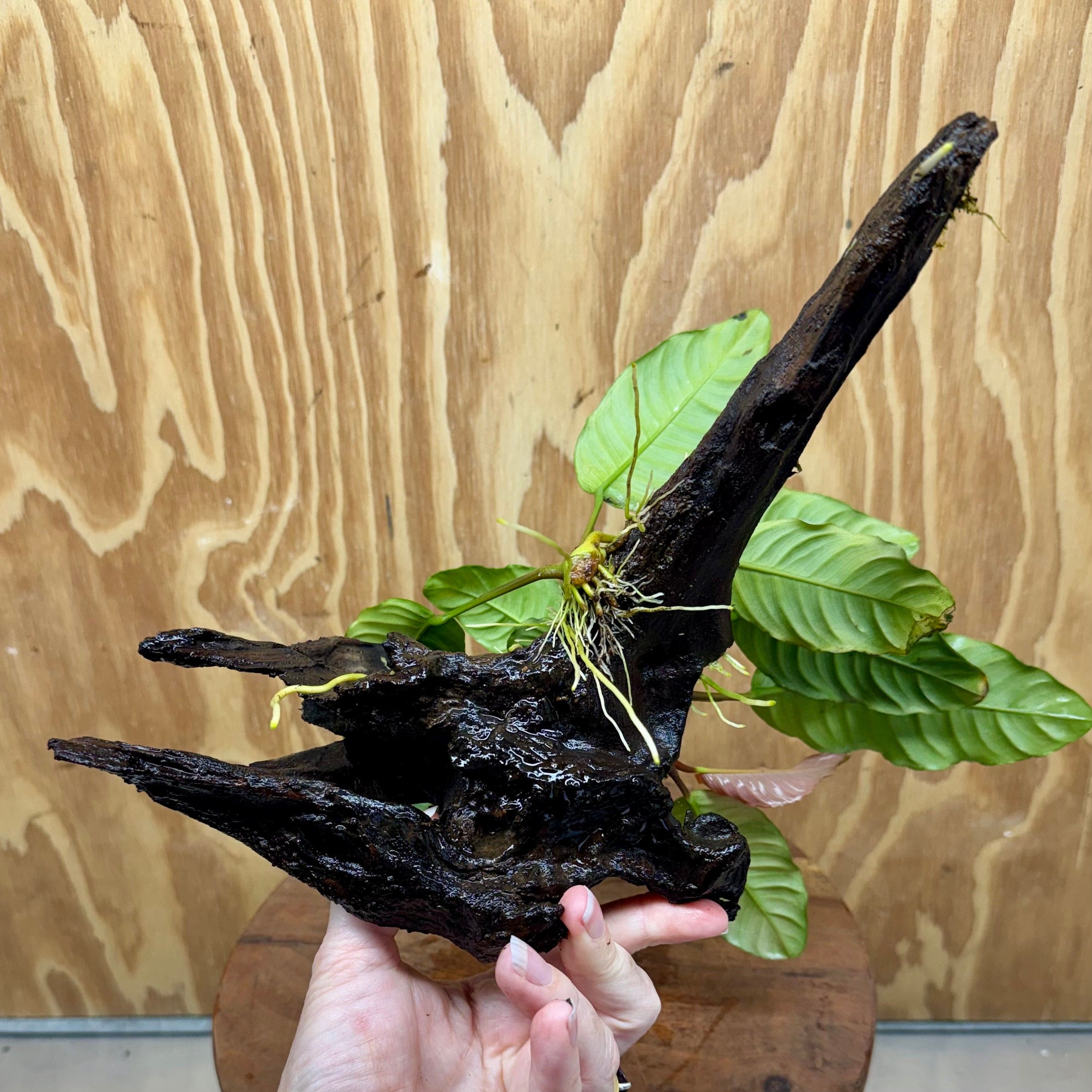 Pisces Enterprises One Only Anubias Coffeefolia on Medium Driftwood Creation - One Only - Delightful Anubias Coffeefolia on Medium Driftwood - one only  Bold - Aquarium Plants