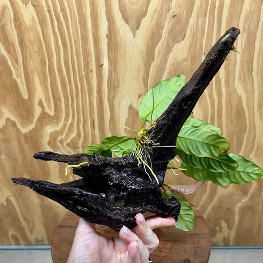 Pisces Enterprises One Only Anubias Coffeefolia on Medium Driftwood Creation - One Only - Delightful Anubias Coffeefolia on Medium Driftwood - one only  Bold - Aquarium Plants