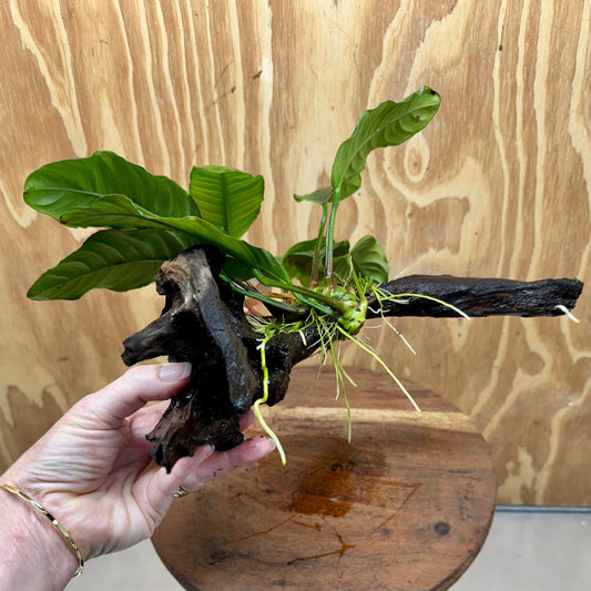 Pisces Enterprises One Only Anubias Coffeefolia on Medium Driftwood Creation - One Only - Delightful Anubias Coffeefolia on Medium Driftwood - one only  Bold - Aquarium Plants