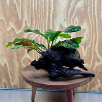 Pisces Enterprises One Only Anubias Coffeefolia on Medium Driftwood Creation - One Only - Delightful Anubias Coffeefolia on Medium Driftwood - one only  Bold - Aquarium Plants