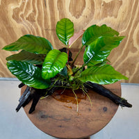 Pisces Enterprises One Only Anubias Coffeefolia on Medium Driftwood Creation - One Only - Delightful Anubias Coffeefolia on Medium Driftwood - one only  Bold - Aquarium Plants