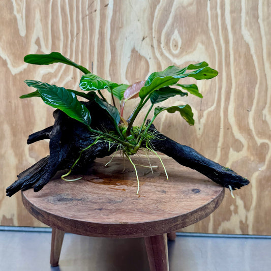 Pisces Enterprises One Only Anubias Coffeefolia on Medium Driftwood Creation - One Only - Delightful Anubias Coffeefolia on Medium Driftwood - one only  Bold - Aquarium Plants