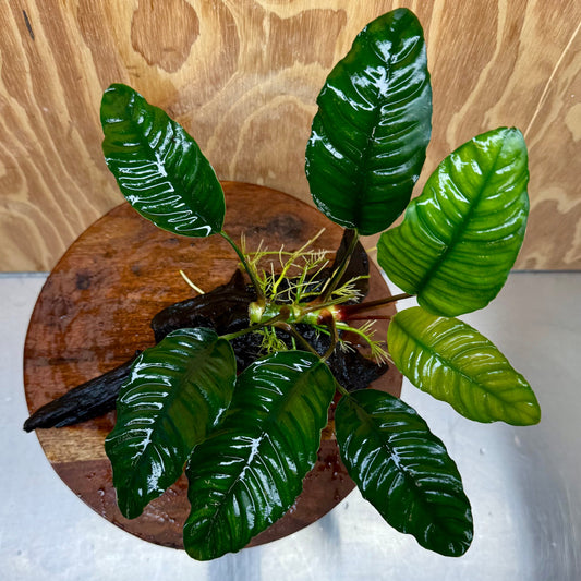 Scapeshop.com.au One Only Anubias Coffeefolia on Medium Driftwood Creation - One Only - Fancy Anubias Paco on Medium Driftwood - One Only - Aquarium Plants Australia
