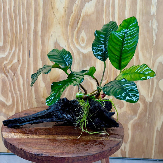 Scapeshop.com.au One Only Anubias Coffeefolia on Medium Driftwood Creation - One Only - Fancy Anubias Paco on Medium Driftwood - One Only - Aquarium Plants Australia