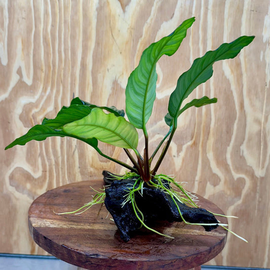 Scapeshop.com.au One Only Anubias Coffeefolia on Medium Driftwood Creation - One Only - Fancy Anubias Paco on Medium Driftwood - One Only - Aquarium Plants Australia