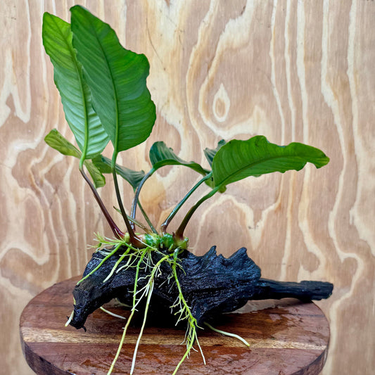 Scapeshop.com.au One Only Anubias Coffeefolia on Medium Driftwood Creation - One Only - Fancy Anubias Paco on Medium Driftwood - One Only - Aquarium Plants Australia