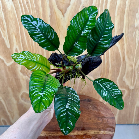 Scapeshop.com.au One Only Anubias Coffeefolia on Medium Driftwood Creation - One Only - Fancy Anubias Paco on Medium Driftwood - One Only - Aquarium Plants Australia